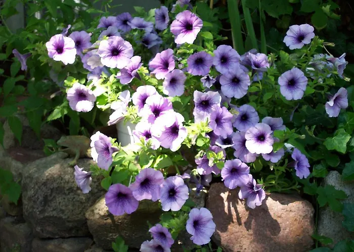 Remise Blumberg 3* Poczdam